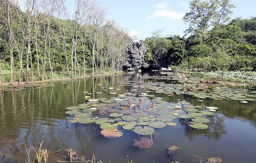 Yen stream in water lilies blooming season - ảnh 1